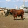 Triangle K Red Brangus bulls produce proven feedlot performance calves.  They are feed efficient and high quality.  We retainage ownership of our steers to the packer practically every year since 1997.