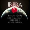 IRBBA member -- www.redbrangus.org  -- More than a marketing association for Red Brangus breeders.