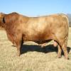 TALENTO DE ROCKBROOK 895H3 -- registration # AX15030-- Both parents were black Brangus -- Triangle K herd sire 2002-2004 --Sire of Rocky Street 227N --SEMEN @ $30