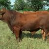 TK SUPER DUPER 297Z2  -  BKC SUPERMAN 101U  x  MISS TK ROCKY STREET 297X2