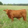 Red Brangus commercial steer produced by Triangle K registered bulls and Triangle K-sired commercial cows.