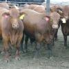 Triangle K Farms Optimaxx Brangus Steers--Use Red and Black Brangus registered bulls on your commercial cattle to get Brangus Optimaxx source and age-verified added value on your calves--Heat tolerant Brangus cattle produce excellent replacement females and feed efficient quality beef
