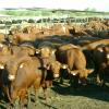 Kmiec Cattle Red Brangus feedlot steers from the commercial operation.  Sired by Triangle K registered bulls.