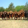 Triangle K Farms--yearling bulls
