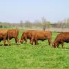 Triangle K Farms--Registered Red Brangus heifers