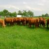 Triangle K Farms--Registered Red Brangus heifers for sale.