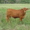 Red Brangus commercial heifer sired by Triangle K registered bulls out of commercial Red Brangus cows
