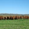 Kmiec Commercial Red Brangus heifers for sale