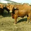 Red and Black Brangus cattle produce feed efficient quality beef as well as excellent female replacements--the best of both worlds