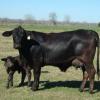 Miss TK Ten 31W5 with her first calf; a Highway heifer calf.  Excellent udder and teats.