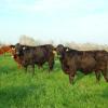 Miss TK Ten 31X5 and Miss TK Ten 225X2 --Brinks BS 607L11 30T43 daughters.  Combining muscle, high meat quality grade, bone, fertility
