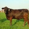 Miss TK Ten 1101X2 -- Brinks BS 607L11 30T43 daughter