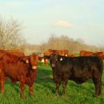 Registered black and red Brangus cattle for sale