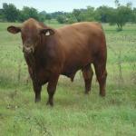 Functional Efficient Red Brangus bulls for sale.  Red Brangus Semen for sale on proven herd sires.